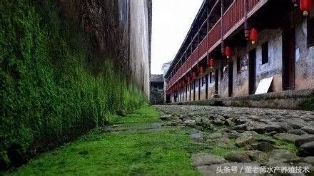 青苔養殖|池塘里青苔的預防及處理建議